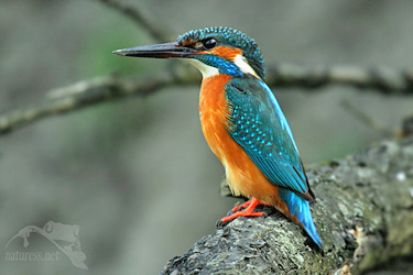 Ledň&aacute;ček ř&iacute;čn&iacute; (Alcedo atthis)