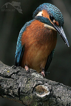 Ledň&aacute;ček ř&iacute;čn&iacute; (Alcedo atthis)