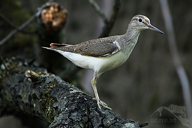 Vodou&scaron; bahenn&iacute; (Tringa glareola)