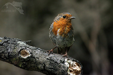 Červenka obecn&aacute; (Erithacus rubecula)  