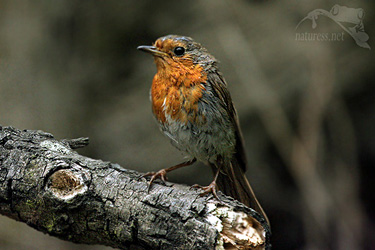 Červenka obecn&aacute; (Erithacus rubecula)  
