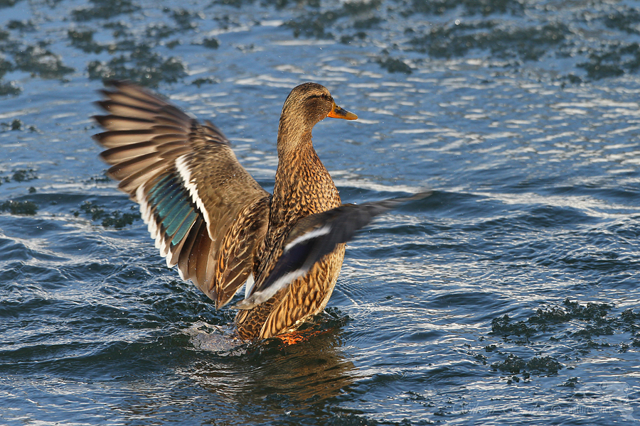 Kachna divoká (Anas platyrhynchos)