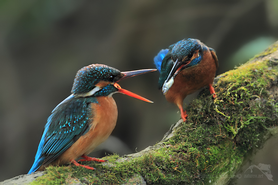 Ledň&aacute;ček ř&iacute;čn&iacute; (Alcedo atthis)