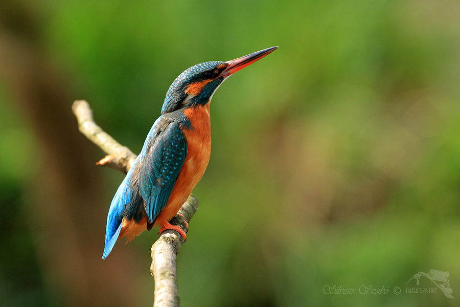 Ledň&aacute;ček ř&iacute;čn&iacute; (Alcedo atthis)