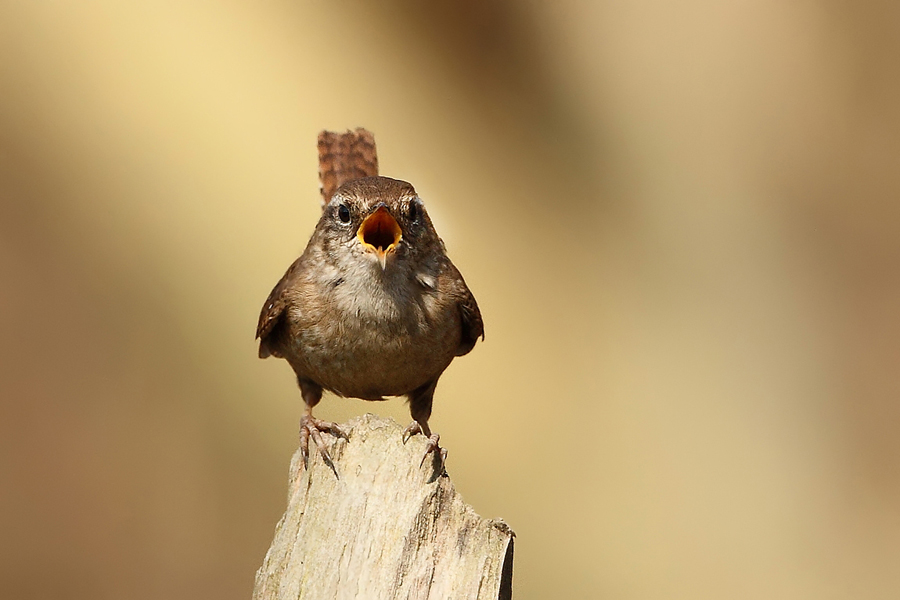 Stř&iacute;zl&iacute;k obecn&yacute; (Troglodytes troglodytes)