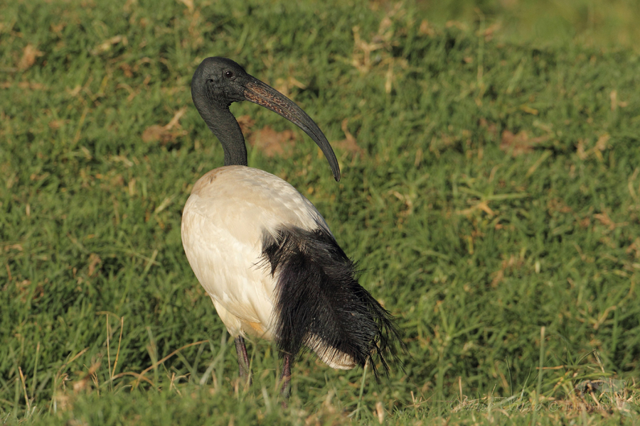 Ibis posv&aacute;tn&yacute; (Threskiornis aethiopicus)