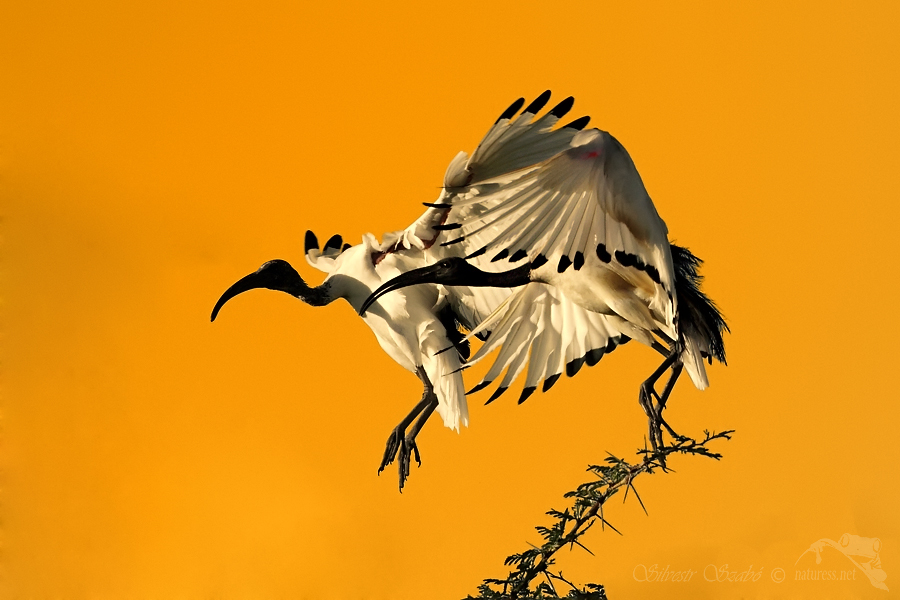 Ibis posv&aacute;tn&yacute; (Threskiornis aethiopicus)