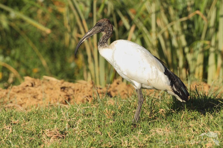 Ibis posv&aacute;tn&yacute; (Threskiornis aethiopicus)