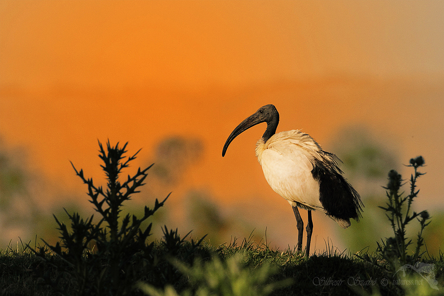 Ibis posv&aacute;tn&yacute; (Threskiornis aethiopicus)