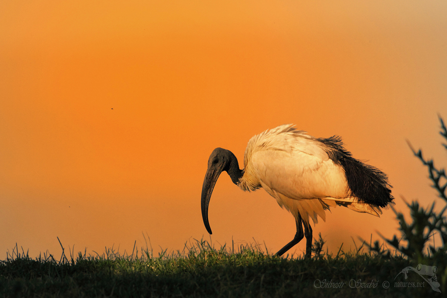 Ibis posv&aacute;tn&yacute; (Threskiornis aethiopicus)