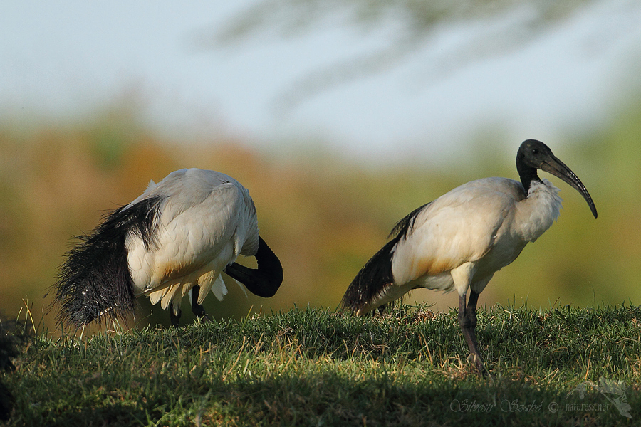 Ibis posv&aacute;tn&yacute; (Threskiornis aethiopicus)