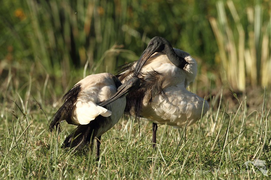 Ibis posv&aacute;tn&yacute; (Threskiornis aethiopicus)
