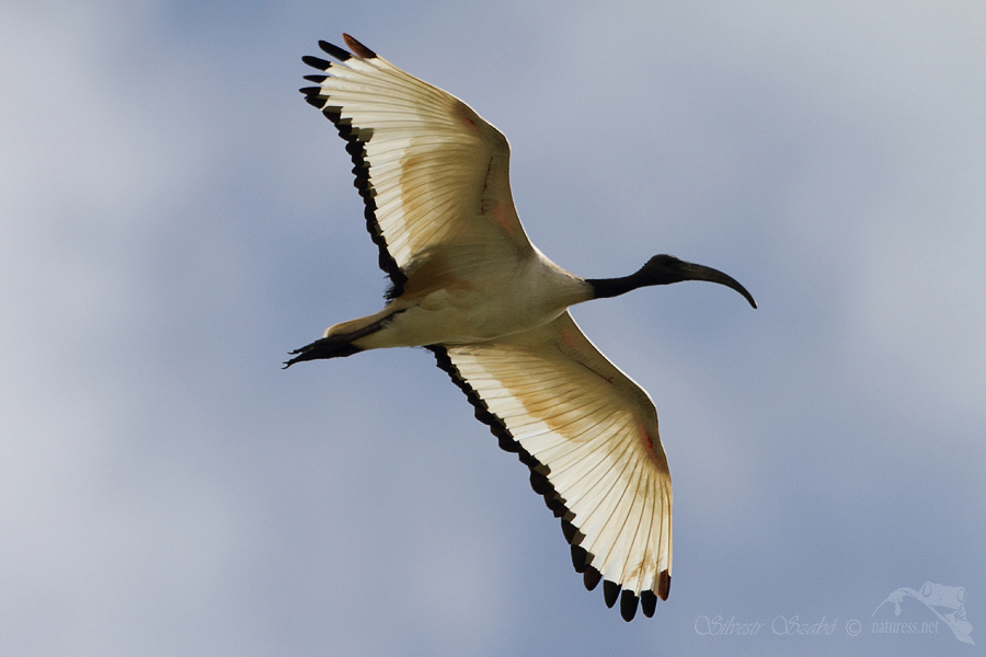 Ibis posv&aacute;tn&yacute; (Threskiornis aethiopicus)