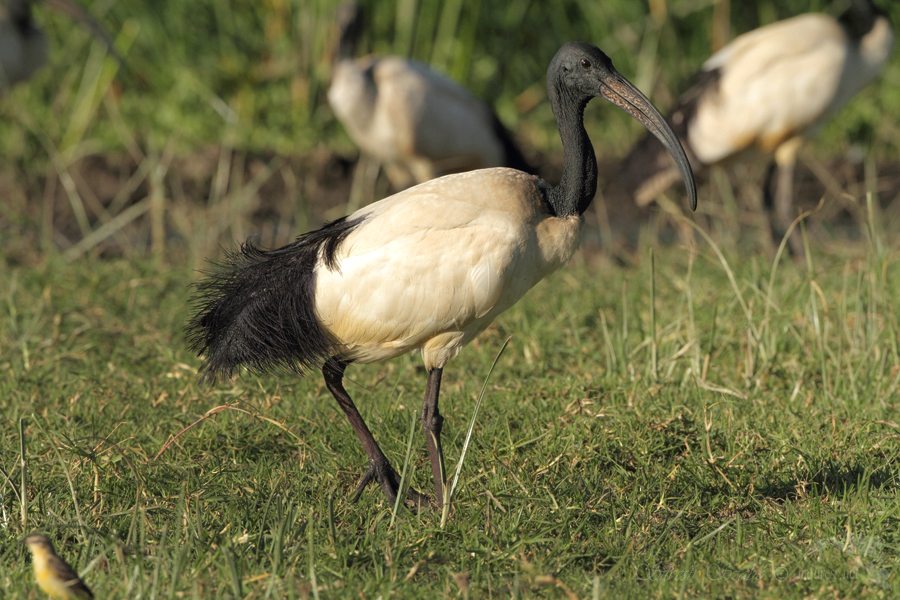 Ibis posv&aacute;tn&yacute; (Threskiornis aethiopicus)