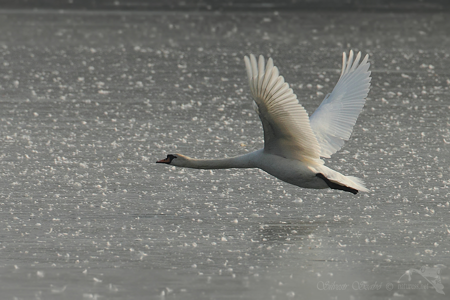 Labuť velk&aacute; (Cygnus olor)