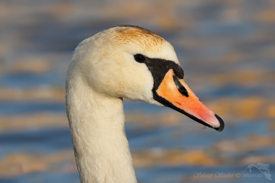 Labuť velk&aacute; (Cygnus olor)