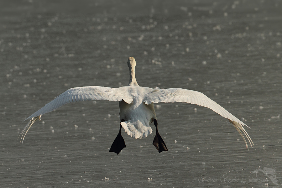 Labuť velk&aacute; (Cygnus olor)