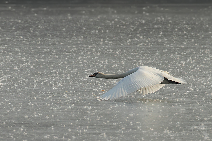 Labuť velk&aacute; (Cygnus olor)