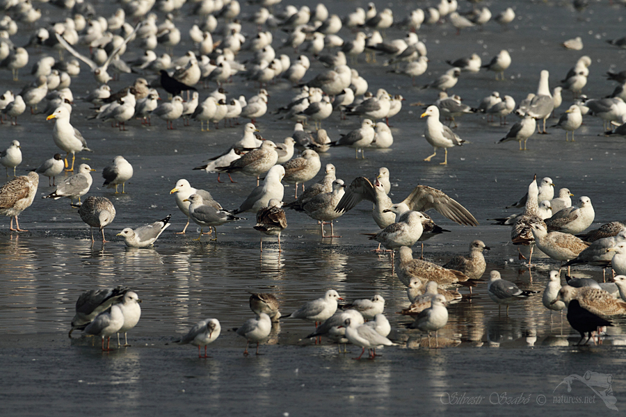 Racek bouřn&iacute; (Larus canus),Racek bouřn&iacute; (Larus canus),Racek stř&iacute;břit&yacute; (Larus argentatus)