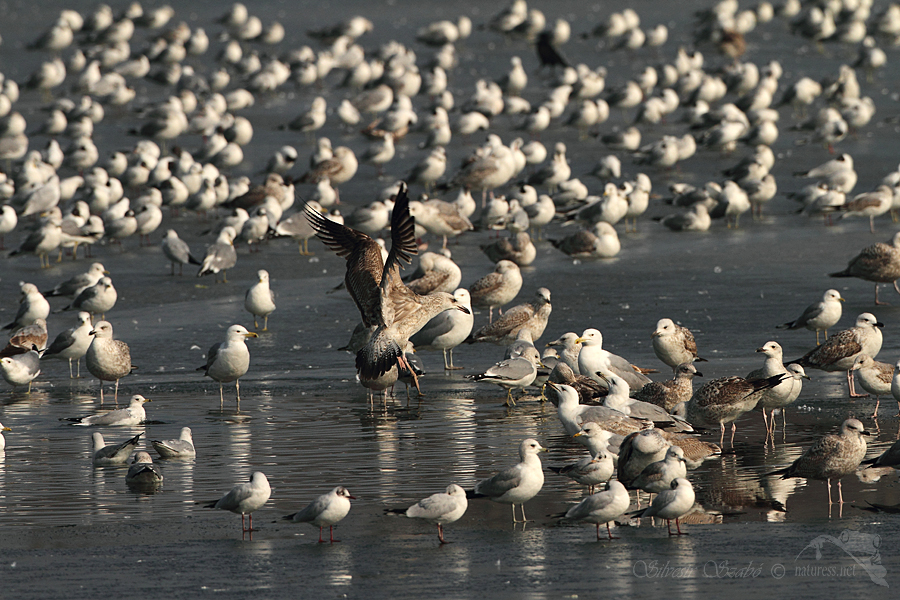 Racek bouřn&iacute; (Larus canus),Racek stř&iacute;břit&yacute; (Larus argentatus)