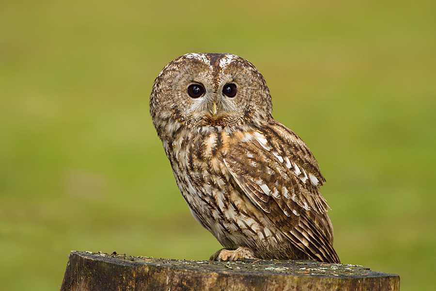 Pu&scaron;t&iacute;k obecn&yacute; (Strix aluco)